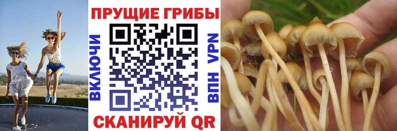 Псилоцибиновые грибы Psilocybine cubensis  где продают   Светогорск 